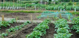 Allotments